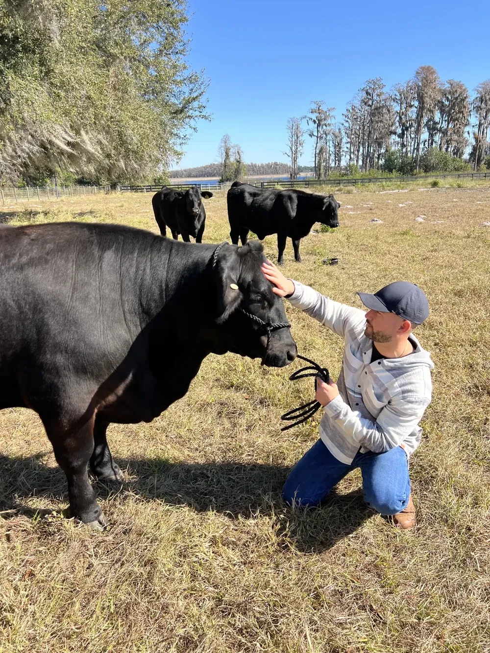 Buying Farm-Raised Beef in Central Florida