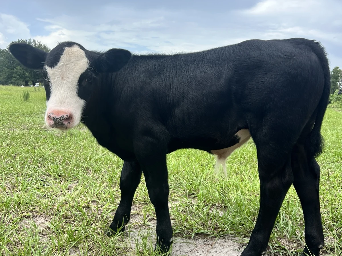 Young calf in pasture at Faria's Sunset Ranch in Clermont, Florida