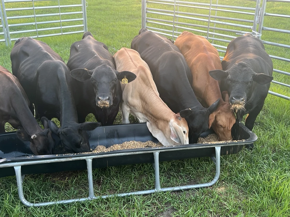 Cattle gathered at a feed trough at Faria's Sunset Ranch in Clermont, Florida