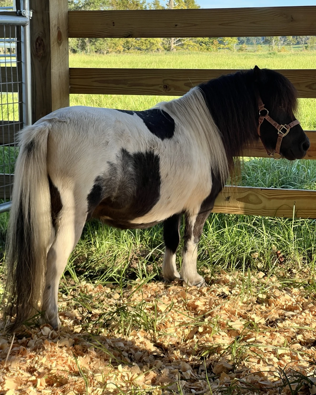 Mini pony at Faria's Sunset Ranch in Clermont, Florida