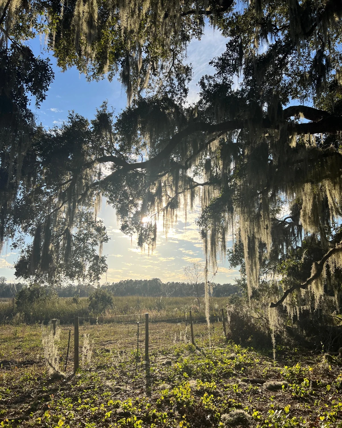 Moss-draped oak and open ranch land at Faria's Sunset Ranch in Clermont, Florida