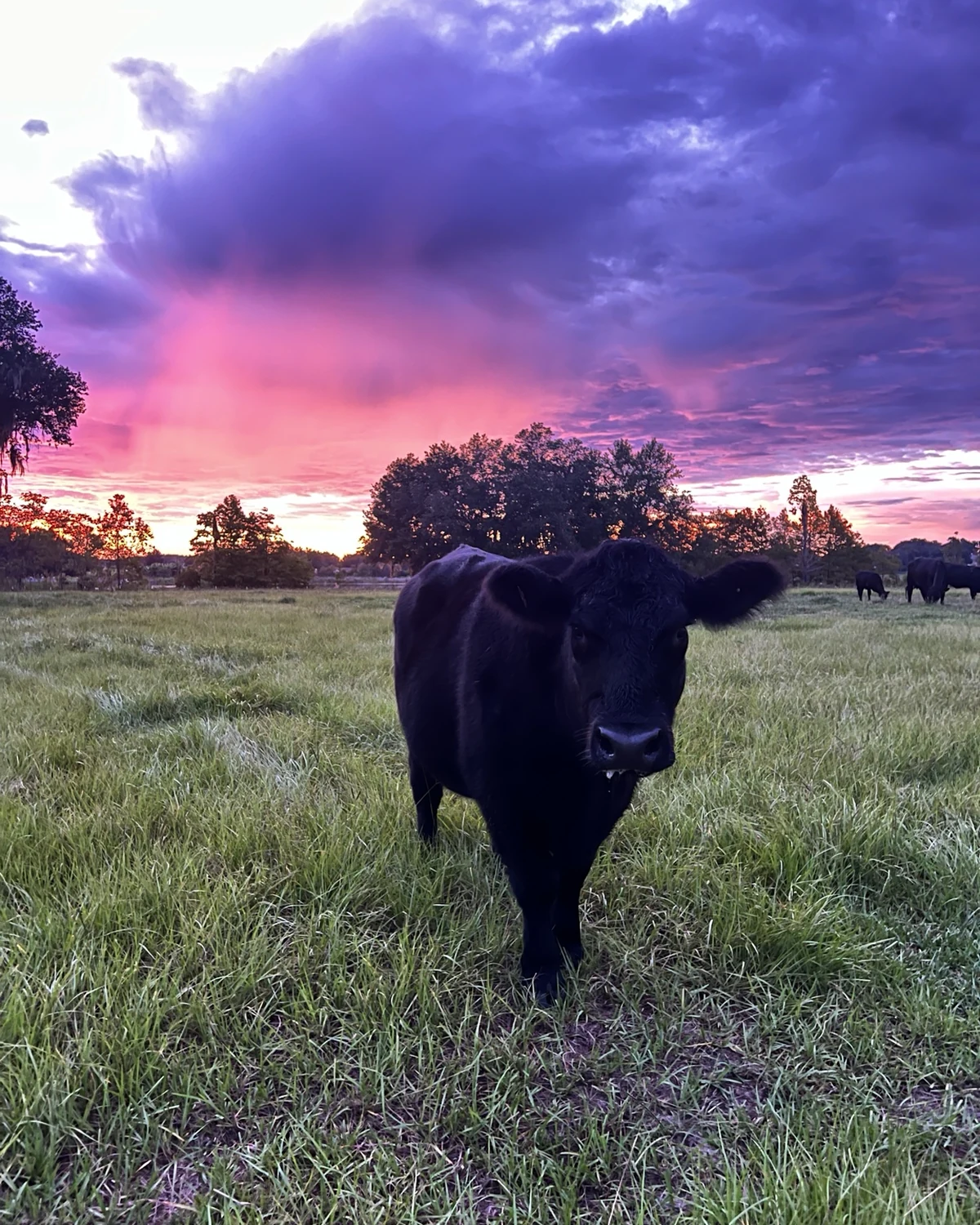Registered Brangus cattle on pasture at sunset at Faria's Sunset Ranch