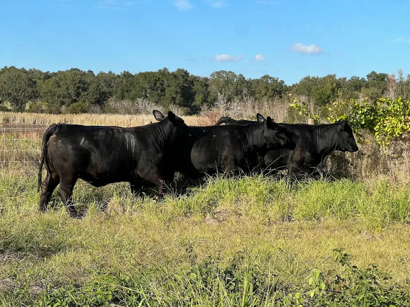 Why Brangus Cattle Thrive in Florida's Heat