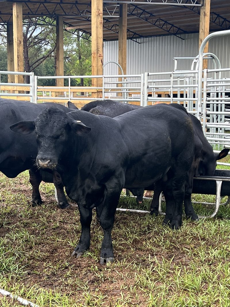 W5 MR ENZO registered Black Brangus bull at Faria's Sunset Ranch in Clermont, Florida