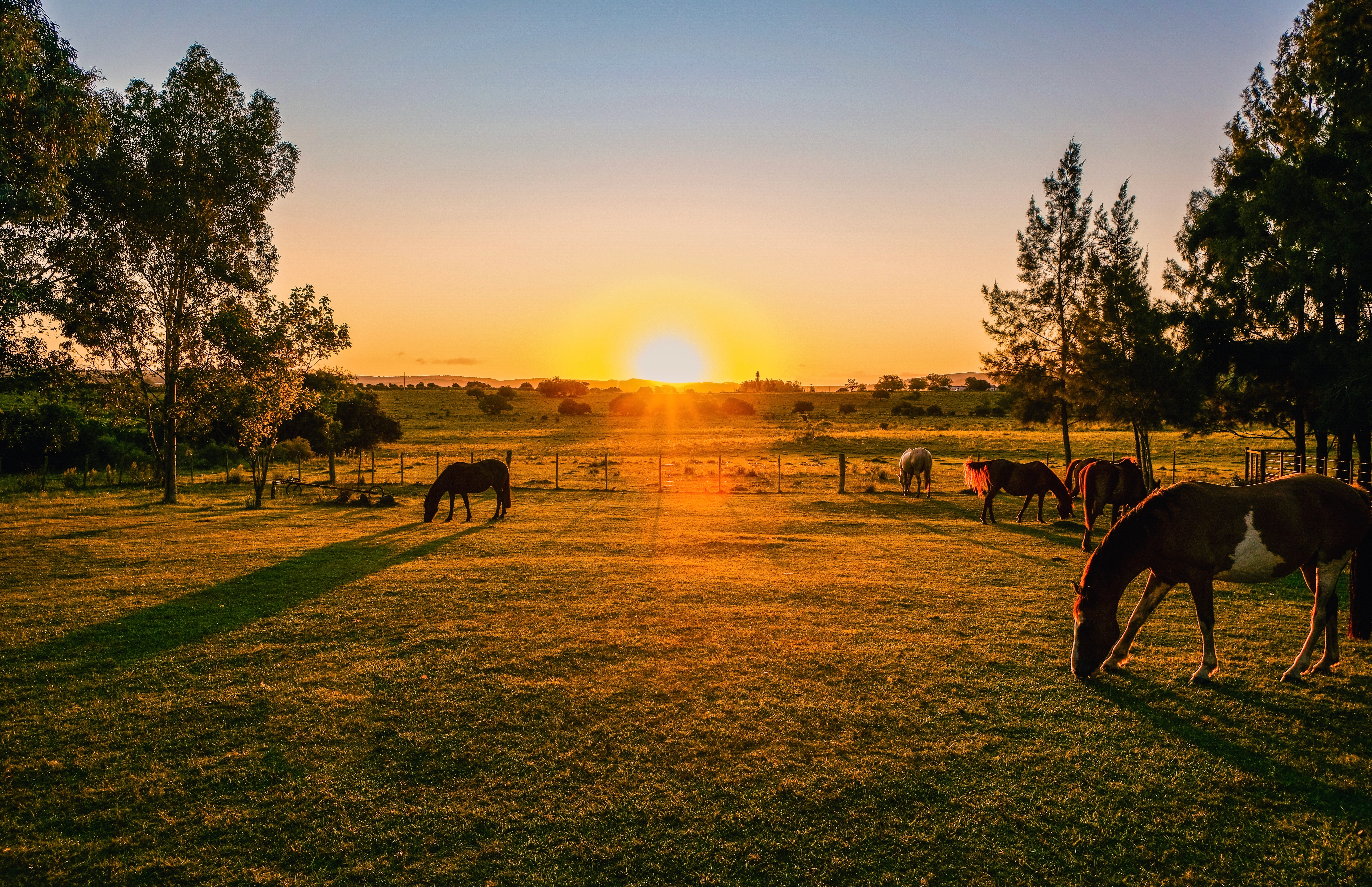 Sunset over pasture land at Faria’s Sunset Ranch in Central Florida